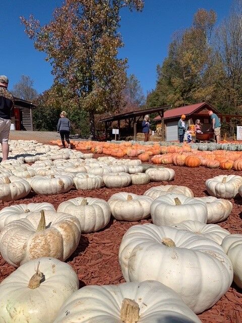 Beyond orange, pumpkins come in white and green, too.